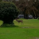 Lake Redding - Golf Courses