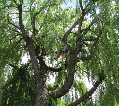 green and leafy natural tree care - bend, OR