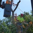 A Better Tree Service