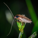 Premier Pest Control - Pest Control Equipment & Supplies