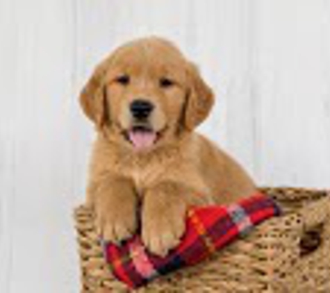 My Golden Retriever Puppies - Millersburg, OH