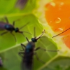 Mayley's Pest Control gallery