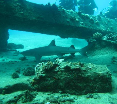 Aloha Dive Center - Lahaina, HI