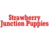 Strawberry Junction Puppies gallery