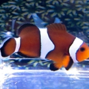 Clownfish Hatchery, LLC - Aquariums & Aquarium Supplies