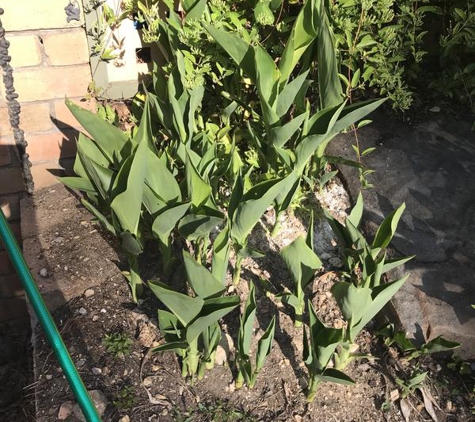 Craig's Gardening, Yard Tidy and Handyman Service - Fullarton, SA. Lilies he said he had poisoned, still growing hard!