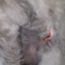 Tails A Waggin Groomin & Roomin - Pet Grooming
