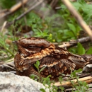 Pete's Wildlife Control Services - Pest Control Services