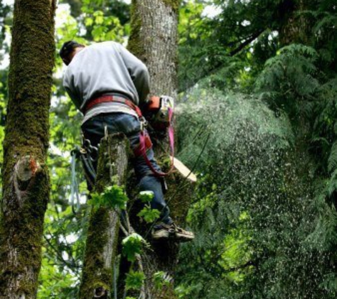 Dave's Tree Service Inc. - Daytona Beach, FL