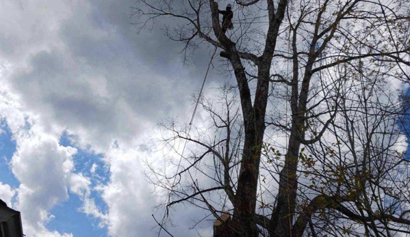 High Vision Tree Services - Marion, NC