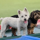 Bayside Pet Resort - Pet Services