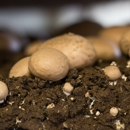 Monterey Mushrooms - Mushrooms