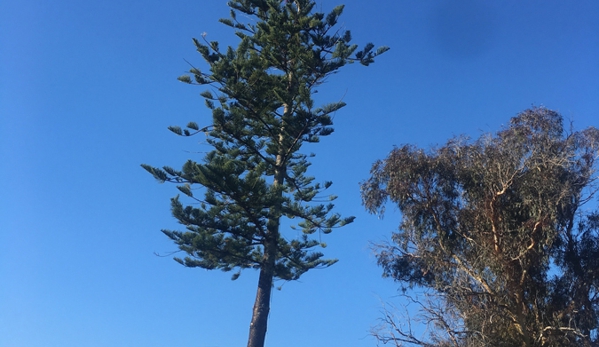 Dynamic Tree Works
