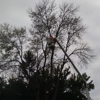 K. L. Tree Care and Removal gallery