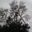 K. L. Tree Care and Removal - Tree Service