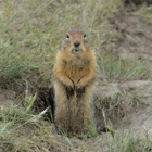 Oakridge Wildlife Control