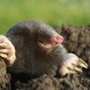 Economy Termite & Pest Control Inc - Pest Control Services