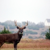 Mudcreek Deer and Wild Game Processing LLC gallery