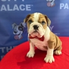The Puppy Palace CT gallery