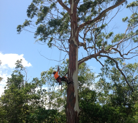 Steve's Tree Cutting - Wurtulla, QLD