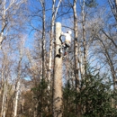Belmont Tree and Landscaping - Tree Service