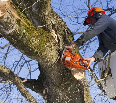 Kostos Tree Service - Lemon Grove, CA