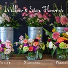 Willow & Star Flowers