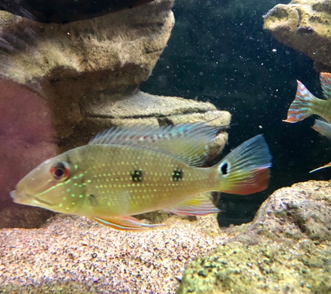 Tropical World Pets - Saint Louis, MO