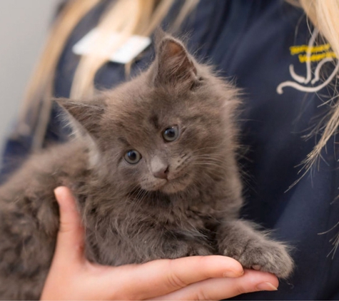 Torquay and Surfcoast Veterinary Clinics - Torquay, VIC