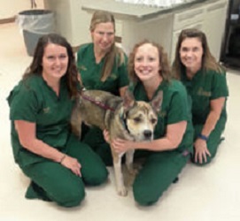 Stack Veterinary Hospital - Syracuse, NY 13215