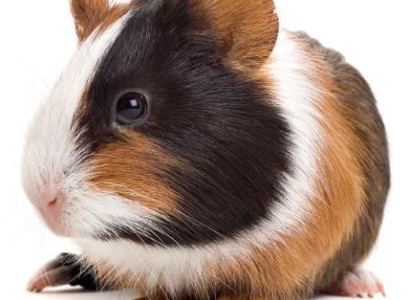 Pets Eternal Pet Memorial Services - Greenbank, QLD