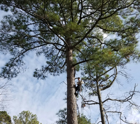 Beast Trees LLC - Murrells Inlet, SC