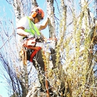 Gemi Tree - Tree Trimming and Removal