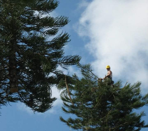 Minor's Tree Service - Bradenton, FL