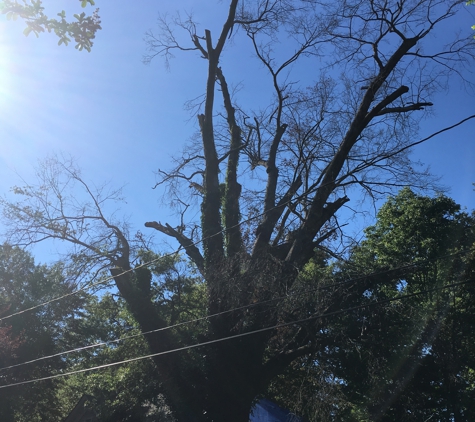 Rocky's Tree Service - Gastonia, NC