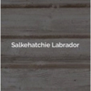 Salkehatchie Labrador - Pet Breeders