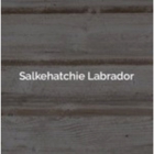 Salkehatchie Labrador