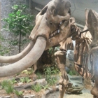 Mastodon State Historic Site