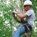 Jimmy's Tree Service - Tree Service