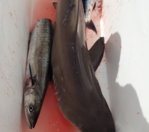 Iced Down Sportfishing - Port Aransas, TX