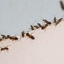 Seven Brothers Pest Control Inc. - Termite Control