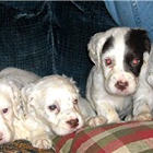 Mountain View Llewellin Setter Kennel