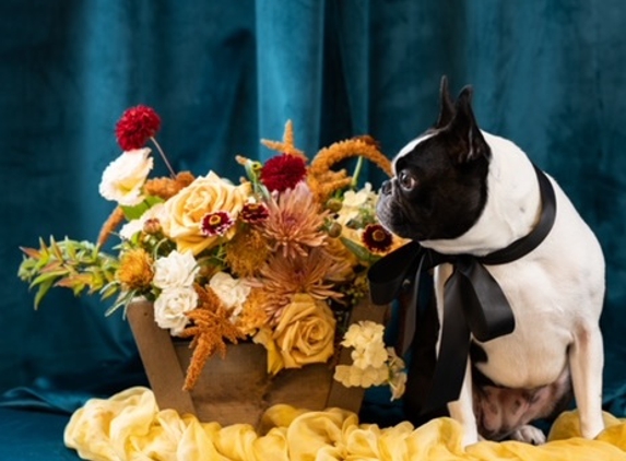 Campanula Design Studio - Seattle, WA. Floral Gift Basket and shop dog, Mabel