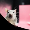 Done Right Rodent Proofing gallery