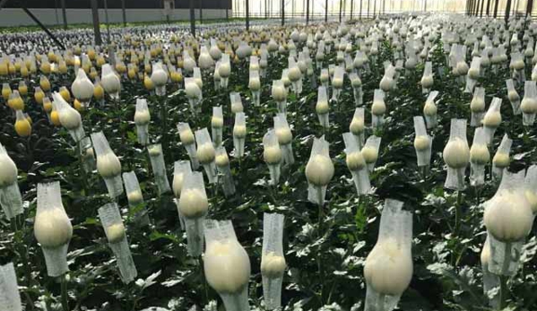 Floraco Pty Ltd - Forrestdale, WA
