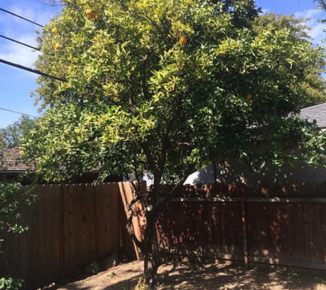 Haman Tree Service - Sacramento, CA