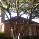 peter's tree trimming service - Tree Service