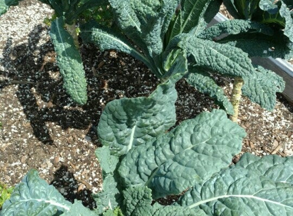 The Urban Farming Institute Inc - Oakland Park, FL