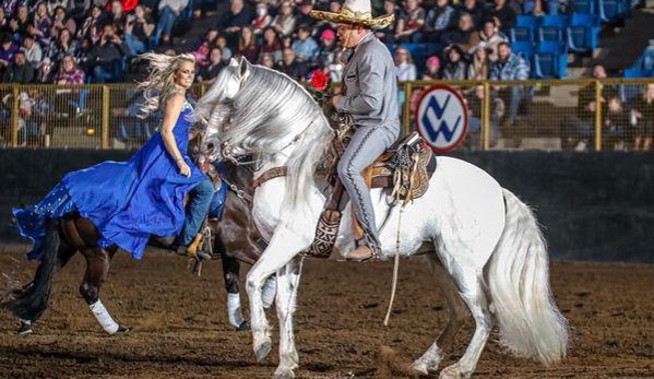 Schwartzenberger Equine - Longmont, CO