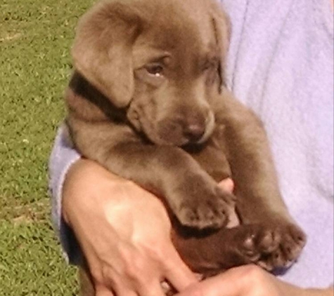 Alderman's Labradors - Dana, KY